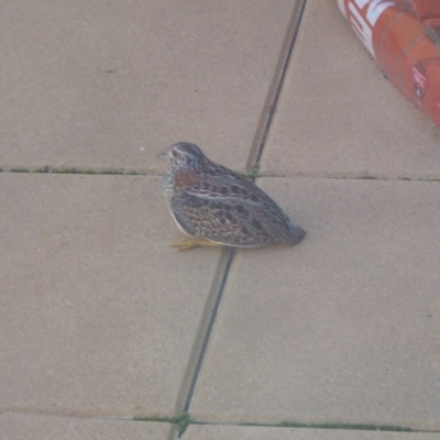 Turnix varius (Painted Buttonquail) at Belconnen, ACT - 26 Aug 2009 by wombey