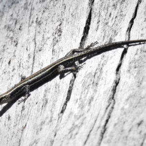 Pseudemoia spenceri at Tennent, ACT - 9 Feb 2016 12:00 AM