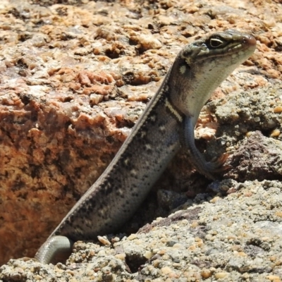 Liopholis whitii (White's Skink) at Tennent, ACT - 9 Feb 2016 by JohnBundock