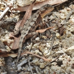 Rankinia diemensis (Mountain Dragon) at Tennent, ACT - 9 Feb 2016 by JohnBundock