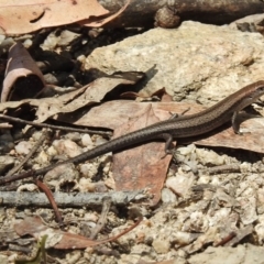 Lampropholis guichenoti (Common Garden Skink) at Tennent, ACT - 9 Feb 2016 by JohnBundock