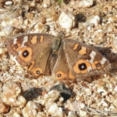 Junonia villida (Meadow Argus) at Tennent, ACT - 9 Feb 2016 by JohnBundock