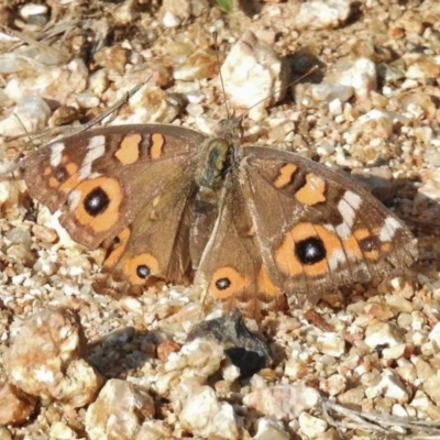 Junonia villida (Meadow Argus) at Tennent, ACT - 9 Feb 2016 by JohnBundock
