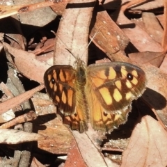 Geitoneura klugii (Marbled Xenica) at Tennent, ACT - 8 Jan 2016 by JohnBundock