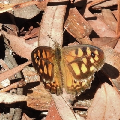 Geitoneura klugii (Marbled Xenica) at Tennent, ACT - 8 Jan 2016 by JohnBundock