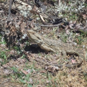 Pogona barbata at Watson, ACT - suppressed