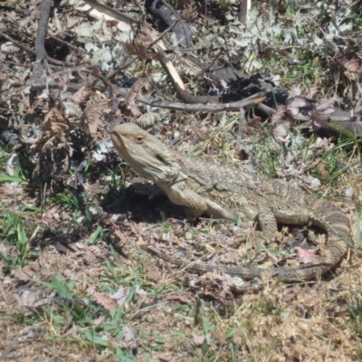 Pogona barbata (Eastern Bearded Dragon) at Watson, ACT - 10 Dec 2015 by Jo