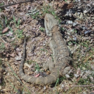 Pogona barbata at Watson, ACT - suppressed