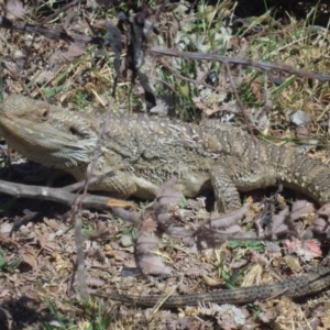 Pogona barbata at Watson, ACT - 10 Dec 2015