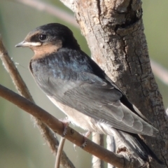 Hirundo neoxena (Welcome Swallow) at Greenway, ACT - 28 Dec 2015 by MichaelBedingfield