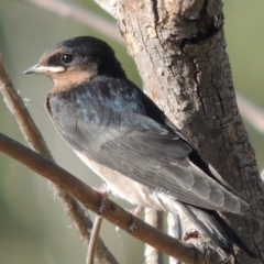 Hirundo neoxena (Welcome Swallow) at Lake Tuggeranong - 28 Dec 2015 by michaelb