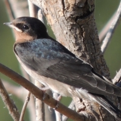 Hirundo neoxena at Greenway, ACT - 28 Dec 2015 06:27 PM