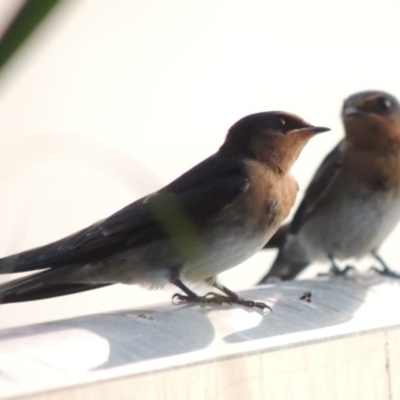 Hirundo neoxena (Welcome Swallow) at Greenway, ACT - 19 Dec 2015 by michaelb