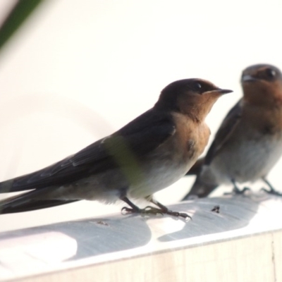 Hirundo neoxena (Welcome Swallow) at Greenway, ACT - 19 Dec 2015 by MichaelBedingfield