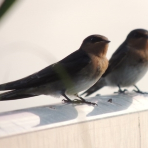 Hirundo neoxena at Greenway, ACT - 19 Dec 2015