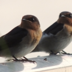 Hirundo neoxena at Greenway, ACT - 19 Dec 2015