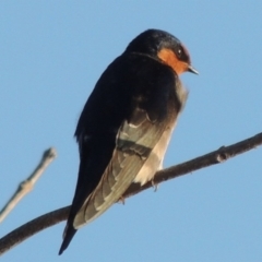Hirundo neoxena (Welcome Swallow) at Gordon, ACT - 3 May 2015 by MichaelBedingfield