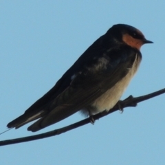 Hirundo neoxena at Gordon, ACT - 3 May 2015 05:48 PM