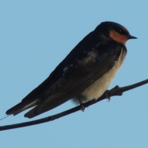 Hirundo neoxena at Gordon, ACT - 3 May 2015 05:48 PM