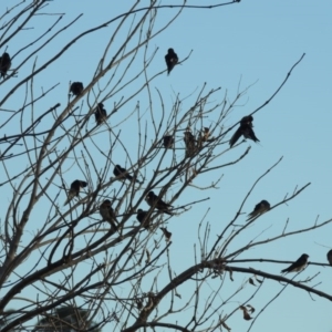 Hirundo neoxena at Gordon, ACT - 3 May 2015 05:48 PM