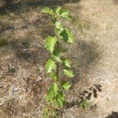 Pyrus ussuriensis at Bonner, ACT - 8 Feb 2016