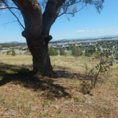 Pyrus ussuriensis at Bonner, ACT - 8 Feb 2016