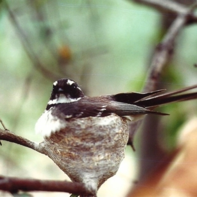 Rhipidura albiscapa (Grey Fantail) at Stirling Park - 6 Oct 1981 by michaelb