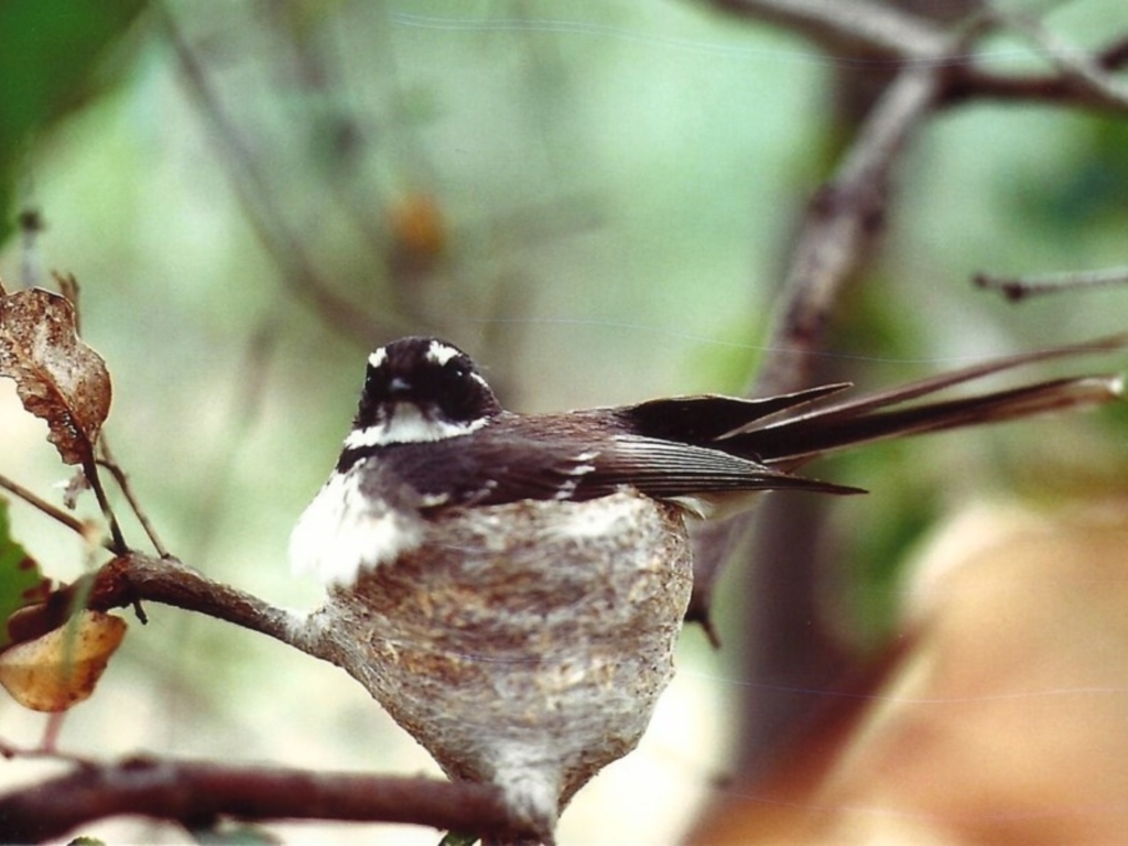Rhipidura albiscapa at suppressed - 7 Oct 1981
