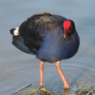 Porphyrio melanotus (Australasian Swamphen) at Greenway, ACT - 22 Aug 2014 by MichaelBedingfield