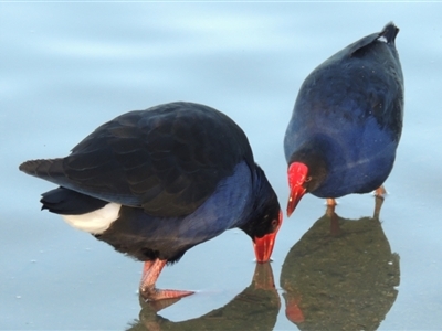 Porphyrio melanotus (Australasian Swamphen) at Greenway, ACT - 22 Aug 2014 by member211