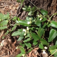 Araujia sericifera (Moth Plant) at Symonston, ACT - 12 Feb 2016 by Mike