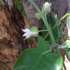 Araujia sericifera at Symonston, ACT - 12 Feb 2016 11:53 AM