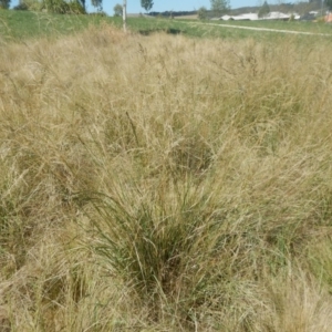 Eragrostis curvula at Bonner, ACT - 8 Feb 2016