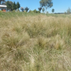 Eragrostis curvula at Bonner, ACT - 8 Feb 2016