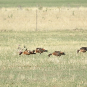 Tadorna tadornoides at Bungendore, NSW - 9 Jan 2016