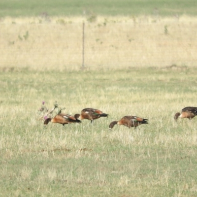 Tadorna tadornoides (Australian Shelduck) at QPRC LGA - 8 Jan 2016 by ArcherCallaway