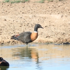 Tadorna tadornoides (Australian Shelduck) at QPRC LGA - 8 Jan 2016 by ArcherCallaway