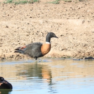 Tadorna tadornoides at Bungendore, NSW - 9 Jan 2016