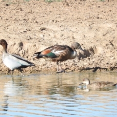 Tadorna tadornoides at Bungendore, NSW - 9 Jan 2016