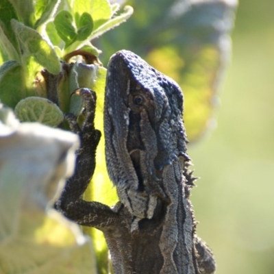 Pogona barbata (Eastern Bearded Dragon) at Red Hill Nature Reserve - 10 Feb 2016 by roymcd