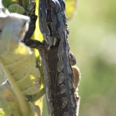 Pogona barbata at Garran, ACT - suppressed