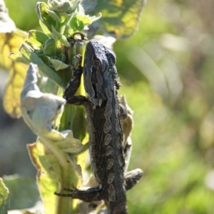 Pogona barbata at Garran, ACT - suppressed