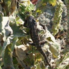 Pogona barbata at Garran, ACT - suppressed