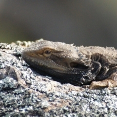 Pogona barbata (Eastern Bearded Dragon) at Red Hill Nature Reserve - 12 Sep 2015 by roymcd