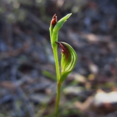 Speculantha rubescens (Blushing Tiny Greenhood) at Aranda, ACT - 12 Feb 2016 by CathB