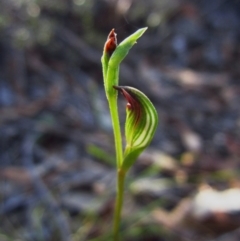 Speculantha rubescens (Blushing Tiny Greenhood) at Aranda, ACT - 13 Feb 2016 by CathB