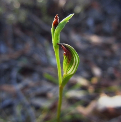 Speculantha rubescens (Blushing Tiny Greenhood) at Aranda Bushland - 12 Feb 2016 by CathB