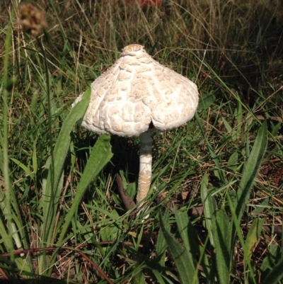 Coprinus comatus at Red Hill Nature Reserve - 13 Feb 2016 by Ratcliffe