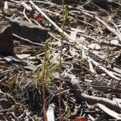Speculantha rubescens (Blushing Tiny Greenhood) at Black Mountain - 12 Feb 2016 by David