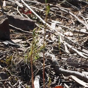 Speculantha rubescens at Point 5805 - suppressed